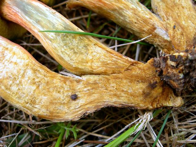 Una specie critica :  Xerocomus erubescens